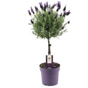 Plant In A Box - Lavandula stoechas 'Anouk' - Lavande - Pot 15cm - Hauteur 45-55cm - Violet