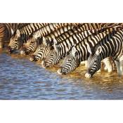 Affiche deco zebres se desalterant - 60x40cm - made