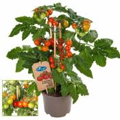 Exotenherz - Tomate cerise - tomate cerise - plante à nombreux fruits - pour balcon et jardin - pot 14cm - légumes à emporter