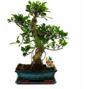 Figuier chinois Bonsaï - Ficus retusa - env. 12-15