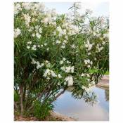 Laurier-rose à fleurs blanches - Le pot de 13cm. Hauteur livrée 20/25 cm - Willemse