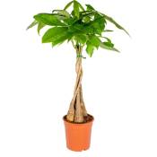 Pachira Aquatica - Money Tree - Plante d'intérieur - Peu d'entretien – ⌀19 cm - ↕75-85 cm