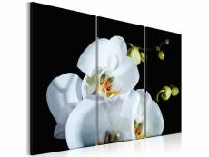 Tableau fleurs orchidée blanche comme neige taille 90 x 60 cm PD11267-90-60
