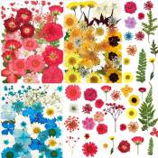 101 morceaux de fleurs séchées naturelles, véritable gaufrage séché naturel Fei Yu