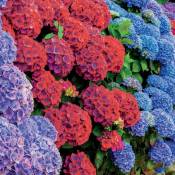 Collection de 4 Hortensias rouges et bleus - Multicolore