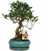 Exotenherz - Figuier chinois Bonsaï - Ficus retusa
