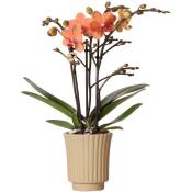 Kolibri Orchids - Orchidée Phalaenopsis orange - Mineral
