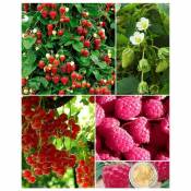 Collection de Fruitiers à fruits rouges - Les 9 pièces en racines nues. - Willemse