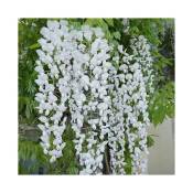 Javoy Plantes - Glycine du Japon 'Alba' - wisteria