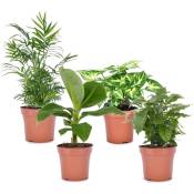 Plant In A Box - Mélange de 4 plantes d'intérieur