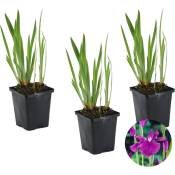 Bloomique - 3x Iris 'Kaempferi' - Iris japonais - Plante de bassin - Rustique - ⌀9 cm - ↕20-30 cm
