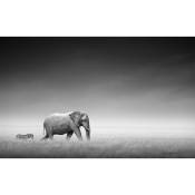 Affiche animaux elephant suivi - 60x40cm - made in France - Gris