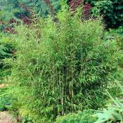 Bambou vert non-traçant - Vert