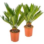 Bloomique - 2x Cycas Revoluta – Peace Palm – Palmier – Facile d'entretien - ⌀12 cm - ↕30-40 cm