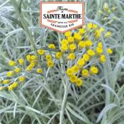 La Ferme Sainte Marthe - Helichryse plante Curry -