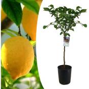 Plant In A Box - Citrus Limon xl tige - Citronnier