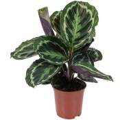 Bloomique - Calathea 'Medaillon' - Plante Paon - Plante d'intérieur - Purificateur d'air - ⌀14 cm - ↕40-45 cm
