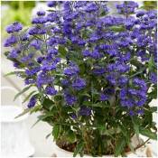 Caryopteris x clandonensis Grand Bleu® 'Inoveris'/Pot de 3L - Bleue