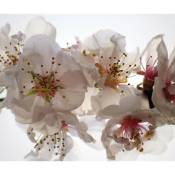 Flowers, rideau imprimés grand zoom sur fleurs blanche