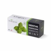 Lingot® Menthe marocaine Bio pour potager Véritable®