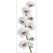 Sticker autocollant décoratif, photo d'une orchidée blanche et rose, 68 cm x 24 cm - Blanc