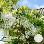 Bloomique - Glycine 'Alba' - Glycine - Blanche - Plante grimante - Peu d'entretien – ⌀15 cm - ↕60-70 cm