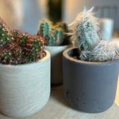 Lot 3 Cactus en pot de 8 cm (a). . Marque : Serres