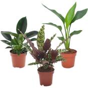 Plant In A Box - Plantes d'intérieur tropicales - Mélange de 3 - Pot 12cm - Hauteur 25-40cm - Vert