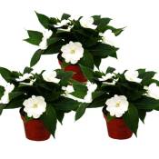 Edel-Lizzie - Impatiens New Guinea - Pot 12cm - Set de 3 plantes - Blanc
