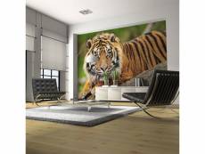 Papier peint intissé animaux tigre de sumatra taille 400 x 309 cm PD13262-400-309