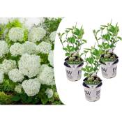 Plant In A Box - Hortensia Strong Annabelle - x3 -