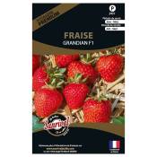 Sanrival Premium - Graines potagères premium fraise