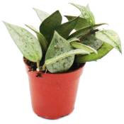 Mini plante - Hoya krohniana - fleur de porcelaine