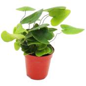 Mini plante - Hemionitis arifolia - Fougère coeur - Idéal pour les petits bols et verres - Petite plante en pot de 5,5 cm