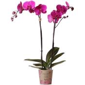 Orchidée Phalaenopsis violette - Joyride violette