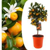 Plant In A Box - Citrus Calamondin - Citrus tree - Pot 19cm - Hauteur 55-65cm - Blanc