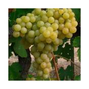 Javoy Plantes - Vigne 'Exalta' - vitis vinifera 3L