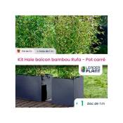 Leaderplantcom - Kit Bambou Fargesia Rufa en pot de