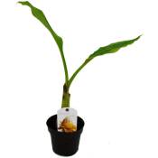 Bananier ornemental rustique - Musella lasiocarpa - Bananier Golden Lotus - Pot de 12 cm