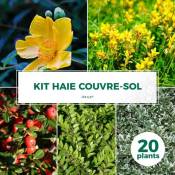 Kit Haie Couvre Sol - 20 Jeunes Plants -