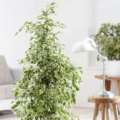 Peragashop - Ficus Benjamina Twilight Vase 17cm
