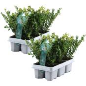 Plant In A Box - Ilex crenata 'Jenny' - Houx japonais - lot de 12 - ⌀9 cm - Hauteur 10-20 cm - Blanc