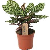 Calathea Makoyana - Plante tropicale - Pot 17cm - Hauteur 40-50cm - Vert