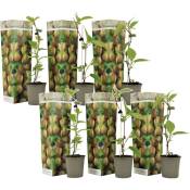 Kiwi Actinidia 'Jenny' - Set de 6 - Plantes de kiwi - Pot 9cm - Hauteur 20-40cm - Blanc
