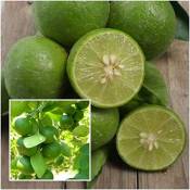 PLAT FIRM GRAINES DE GERMINATION: Citrus aurantiifolia