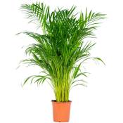 Bloomique - Dypsis Lutescens - Palmier Dorés - Plante d'intérieur - Entretien facile – ⌀21 cm - ↕100-110 cm