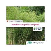 Leaderplantcom - 50 Bambou Fargesia Campbell en pot de 1 Litre
