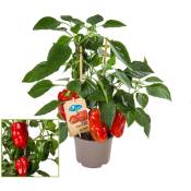 Plant de paprika aux fruits rouges - pour balcon et