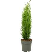 Plant In A Box - Cupressus sempervirens - Cyprès de Toscane - Pot 19cm - Hauteur 70-80cm - Vert