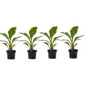Plant In A Box - Musella lasiocarpa - Arbre fruitier - Jeu de 4 - Pot 9 cm - Hauteur 25-40 cm - Jaune